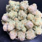 Harry Sandra Profile Picture