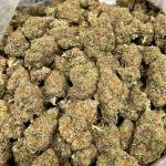 Kingstona Pproved Profile Picture