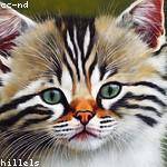 Daren Koepp Profile Picture