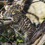 Hiram Koepp Profile Picture