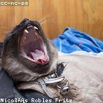 Alena Brakus Profile Picture