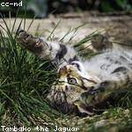 Ryley Romaguera Profile Picture