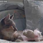 Phyllis Collier Profile Picture