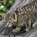 Makenna Gutkowski Profile Picture