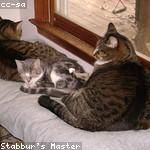 Van Wilderman Profile Picture