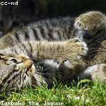 Orpha Buckridge Profile Picture