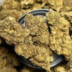 Atemnkeng Bruno Profile Picture