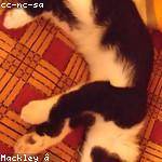 Luigi Rippin Profile Picture