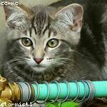 Foster McCullough Profile Picture