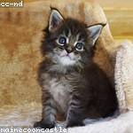 Mikel Morar Profile Picture