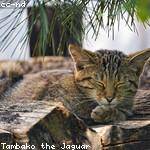 Dahlia Nolan Profile Picture