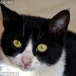 Rosemarie Swaniawski Profile Picture