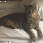 Annabel Kihn Profile Picture