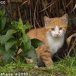 Samanta Bechtelar Profile Picture