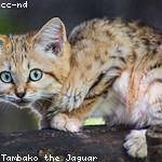 Davion Vandervort Profile Picture