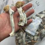 Phinest Cannabis Profile Picture