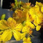 bui duc trung profile picture