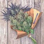 Dr high Profile Picture