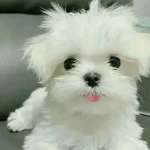 John Logan Profile Picture