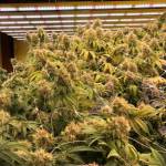 Toby Ye profile picture