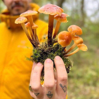 Telegram: Contact @PSYS420