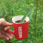 Ali Ali profile picture