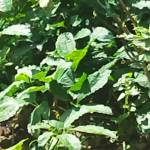 Yung Lb Profile Picture