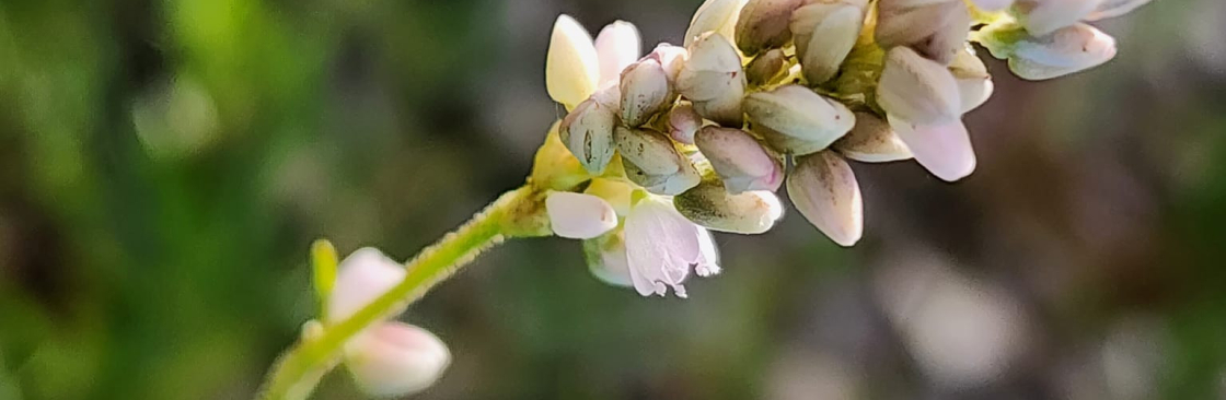 Melissa Hendrix Cover Image