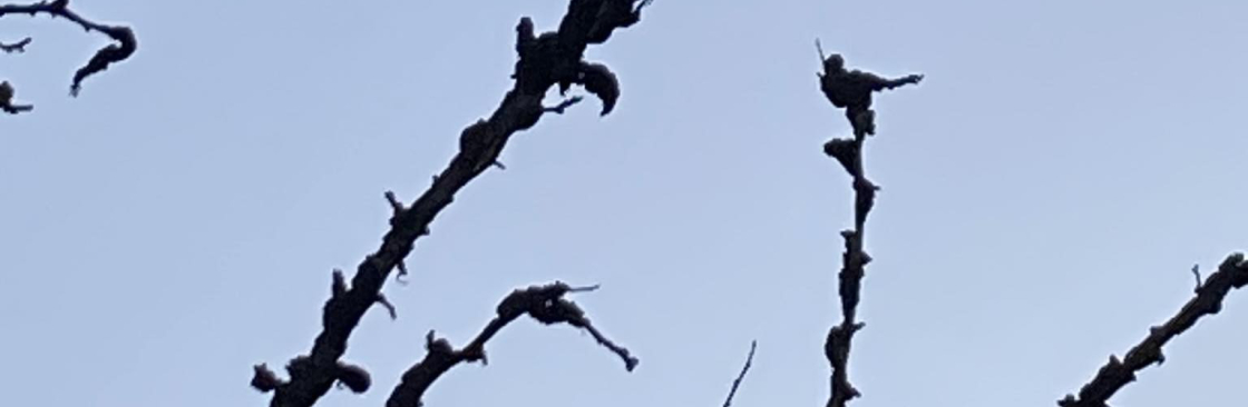 Liz Gonzalez Cover Image