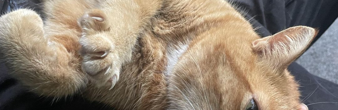 Hannah Collins Cover Image