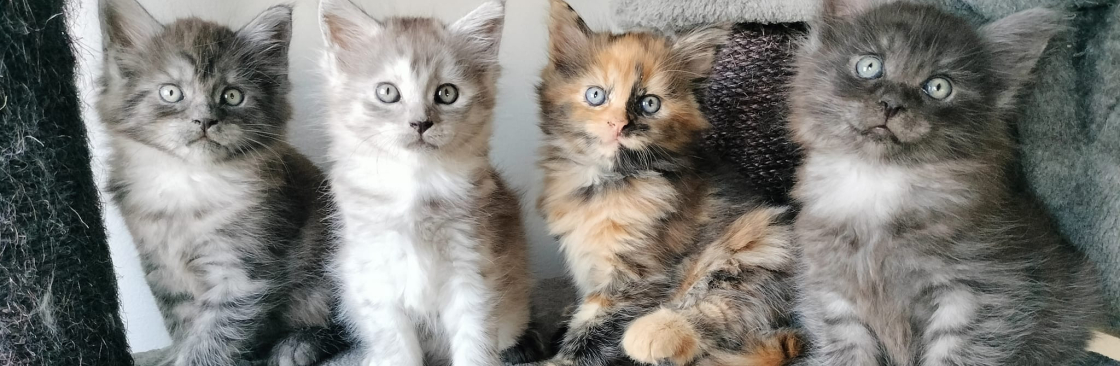 Joanne Chelsea van der Lans Cover Image