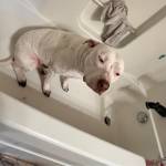 Kash Roda Profile Picture