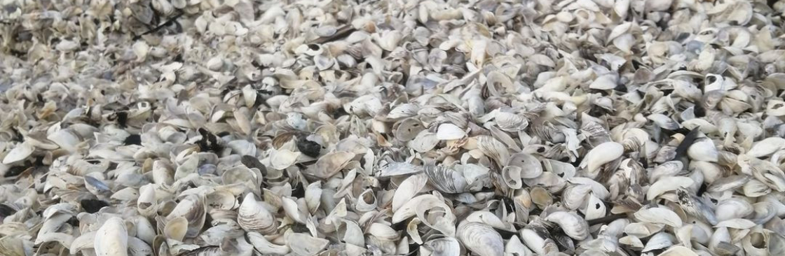 Rob Mussell Cover Image