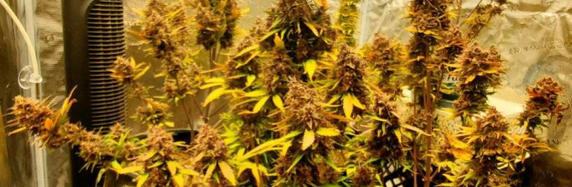 Alice Walker Cover Image