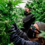 Alice Walker profile picture