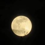 Tony Romano Profile Picture