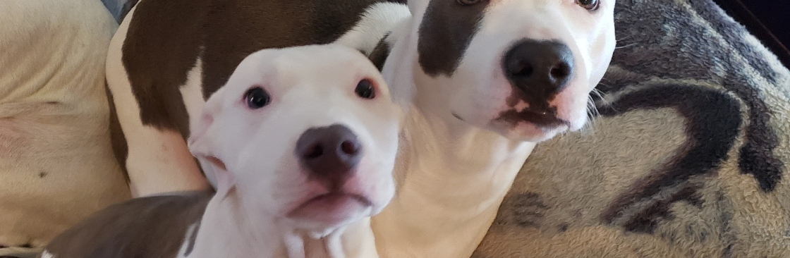 Beez Greenz Cover Image