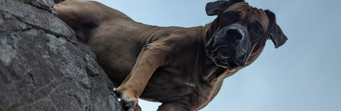 Michael Jr Cover Image