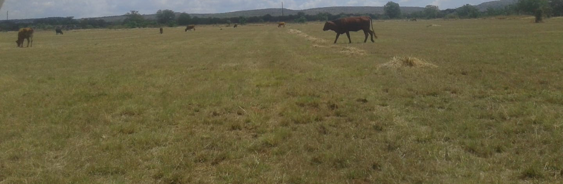 Java Nova Cover Image