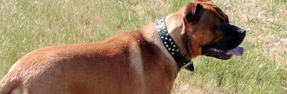 David Webby Cover Image