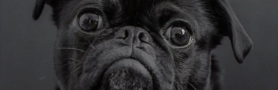 Christiana Ambrose Cover Image