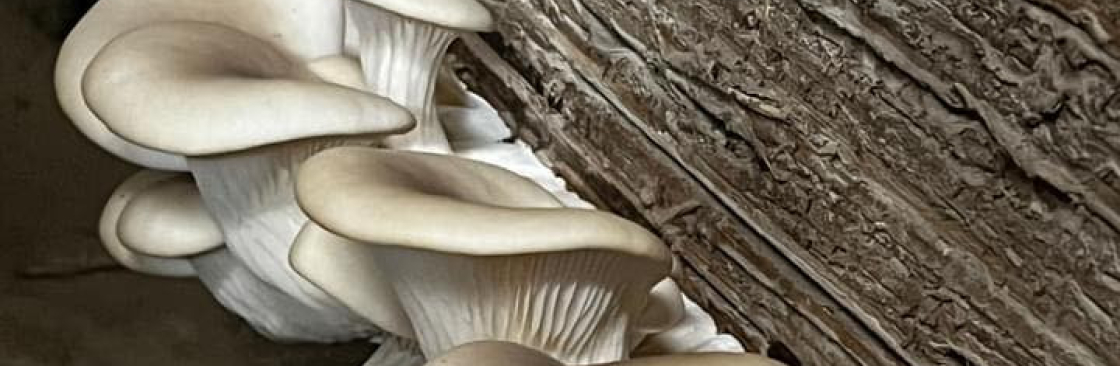 Robert Marr Cover Image