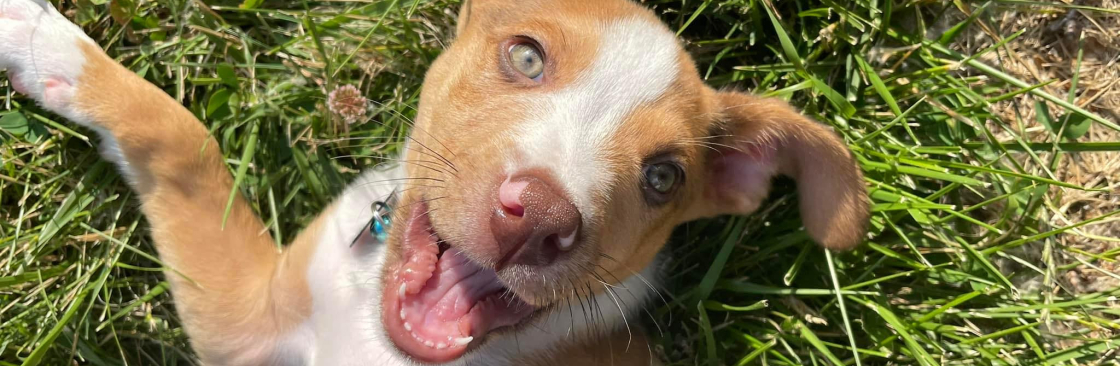 Macey Jade Sheets Cover Image