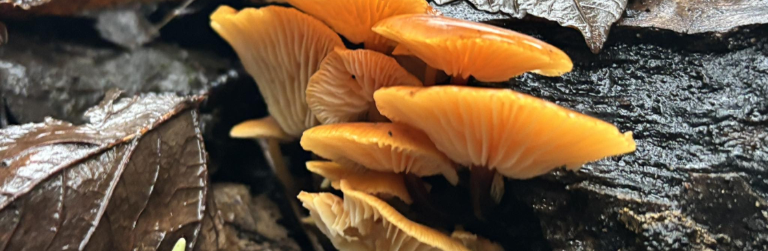 Amy Sinclair Cover Image