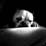 Amy Chisholm profile picture