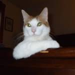 Vicky Hollar profile picture