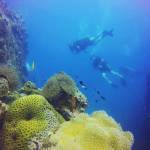 Tracey Li profile picture