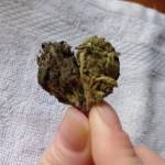 Rachel Whorrall Profile Picture