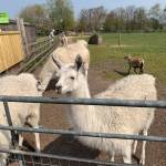 Luke Harris profile picture