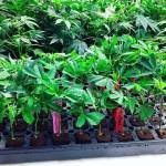 Inhouse Genetics profile picture